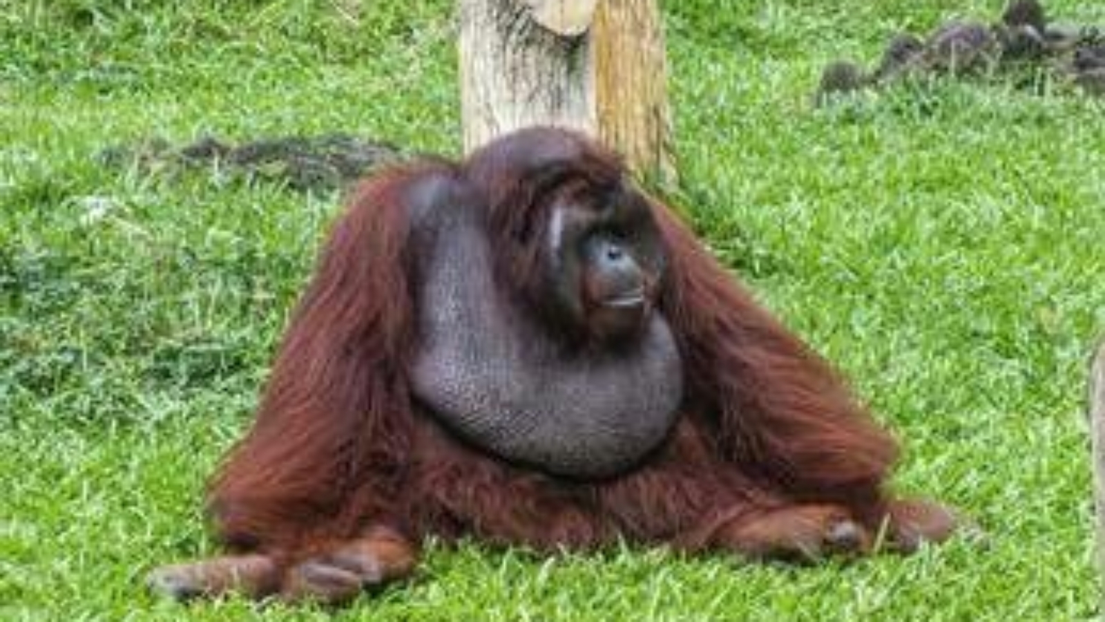 Scimpanzé e alcol, confermata l'ipotesi della 'scimmia ubriaca': tracce di etanolo nelle urine