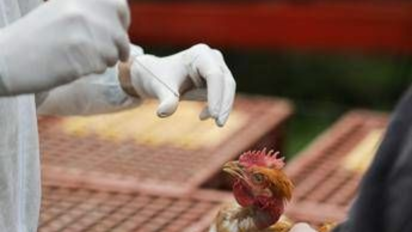 Aviaria, in Lombardia primo caso umano di A H9N2 rilevato in Europa