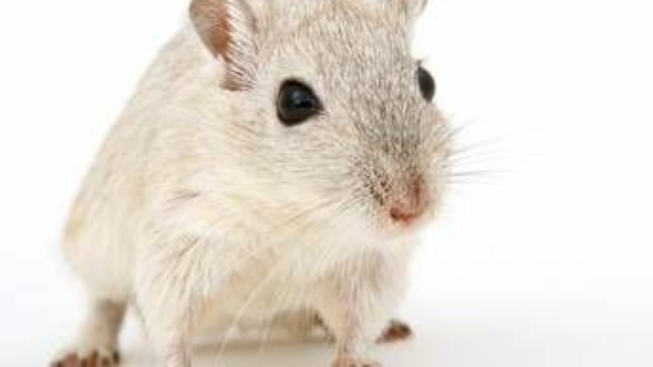 Cavie virtuali al posto degli animali, l'Agenzia europea del farmaco pronta a testare nuovo metodo