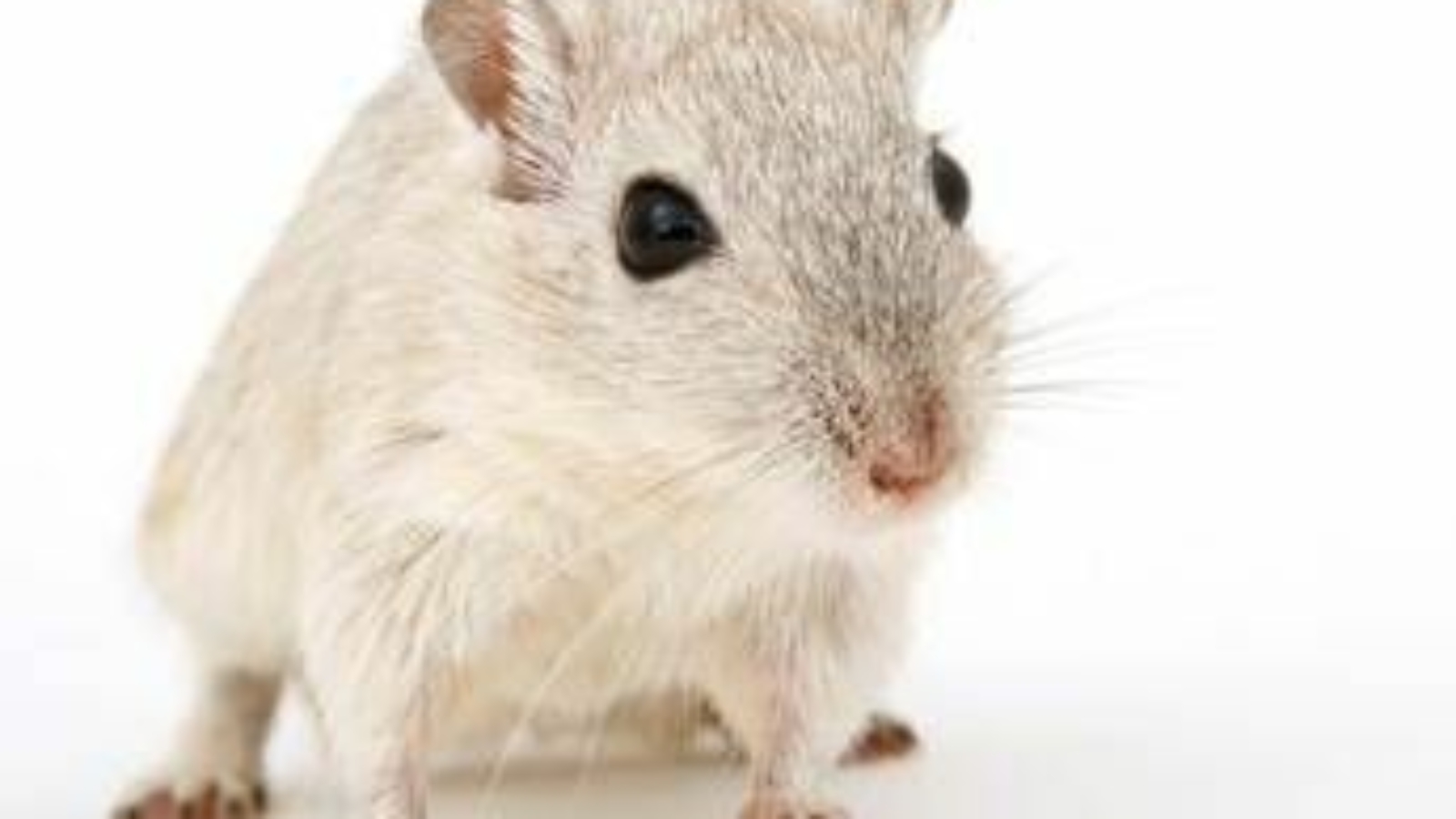 Cavie virtuali al posto degli animali, l'Agenzia europea del farmaco pronta a testare nuovo metodo