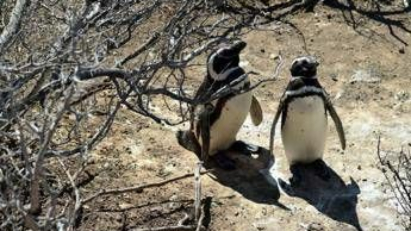 Pinguini sentinelle dell'ambiente in Patagonia, dotati di sensori rilevano inquinanti Pfas